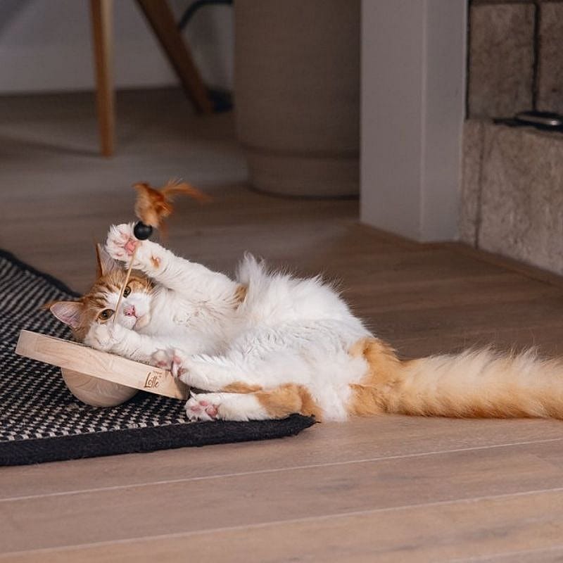 kat, kater, speelgoed, vlaanderen, boa rook