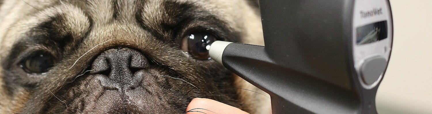 Oogboldrukmeting hond