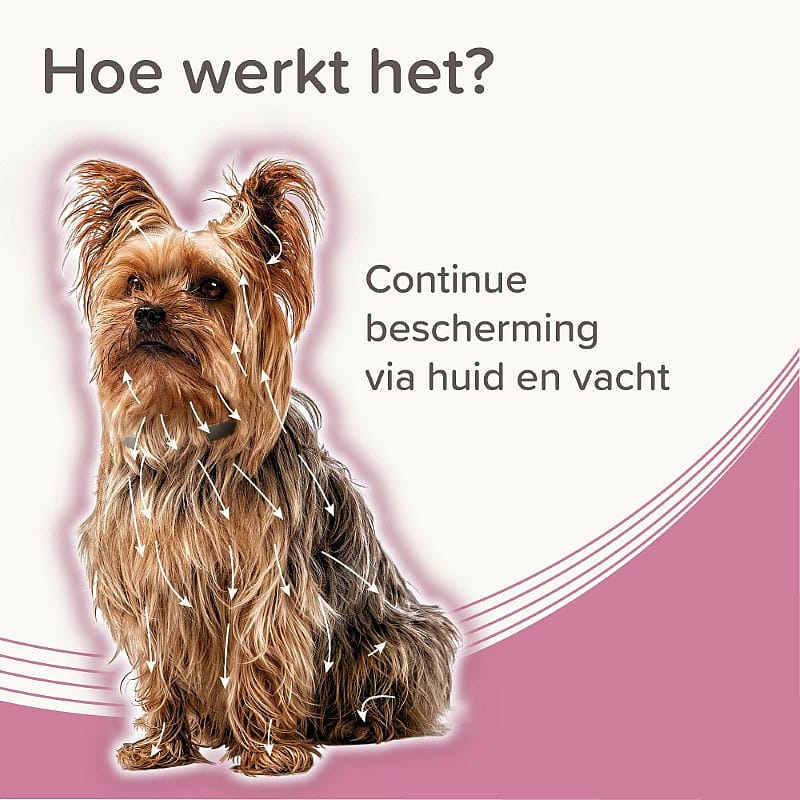 hondenhuid, huidbescherming, aromaatvrij, linten, lintlijnen