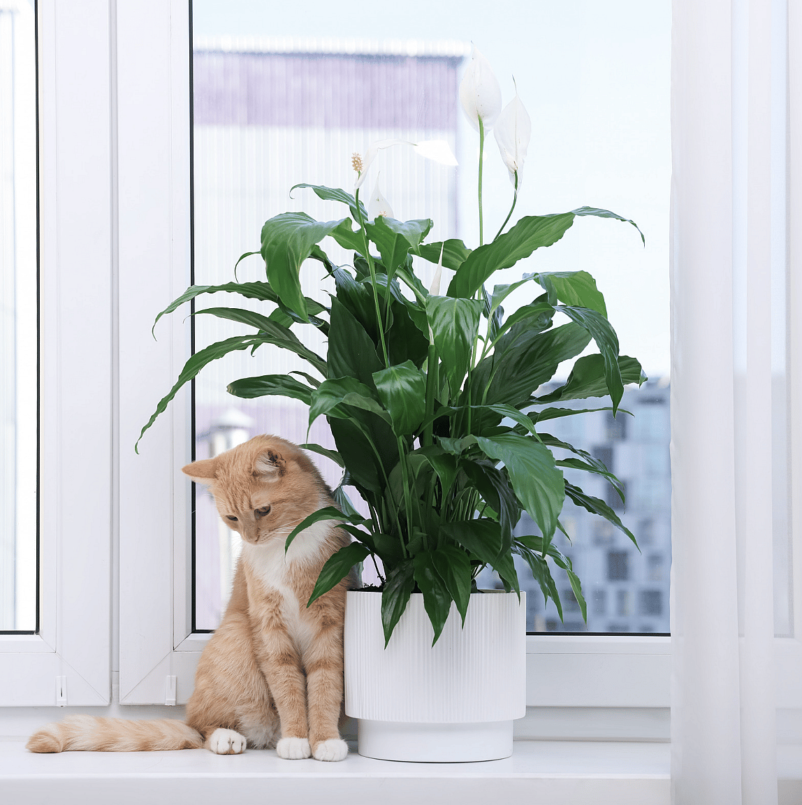 Lelie vergiftiging bij katten: waarom dit altijd spoed is