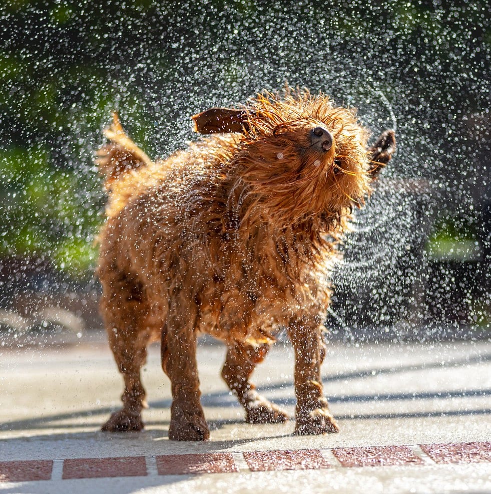 Waarom schudden natte honden zich uit?