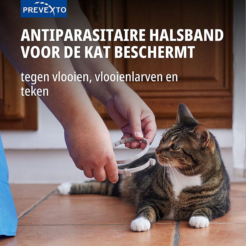 kat bevestigt, antiparasitair halsband, halsband, kat, huisdier accessoires