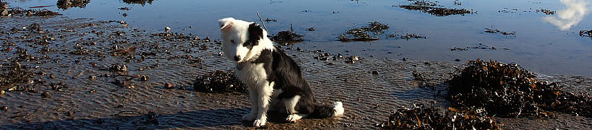 Mijn hond eet aarde en zand