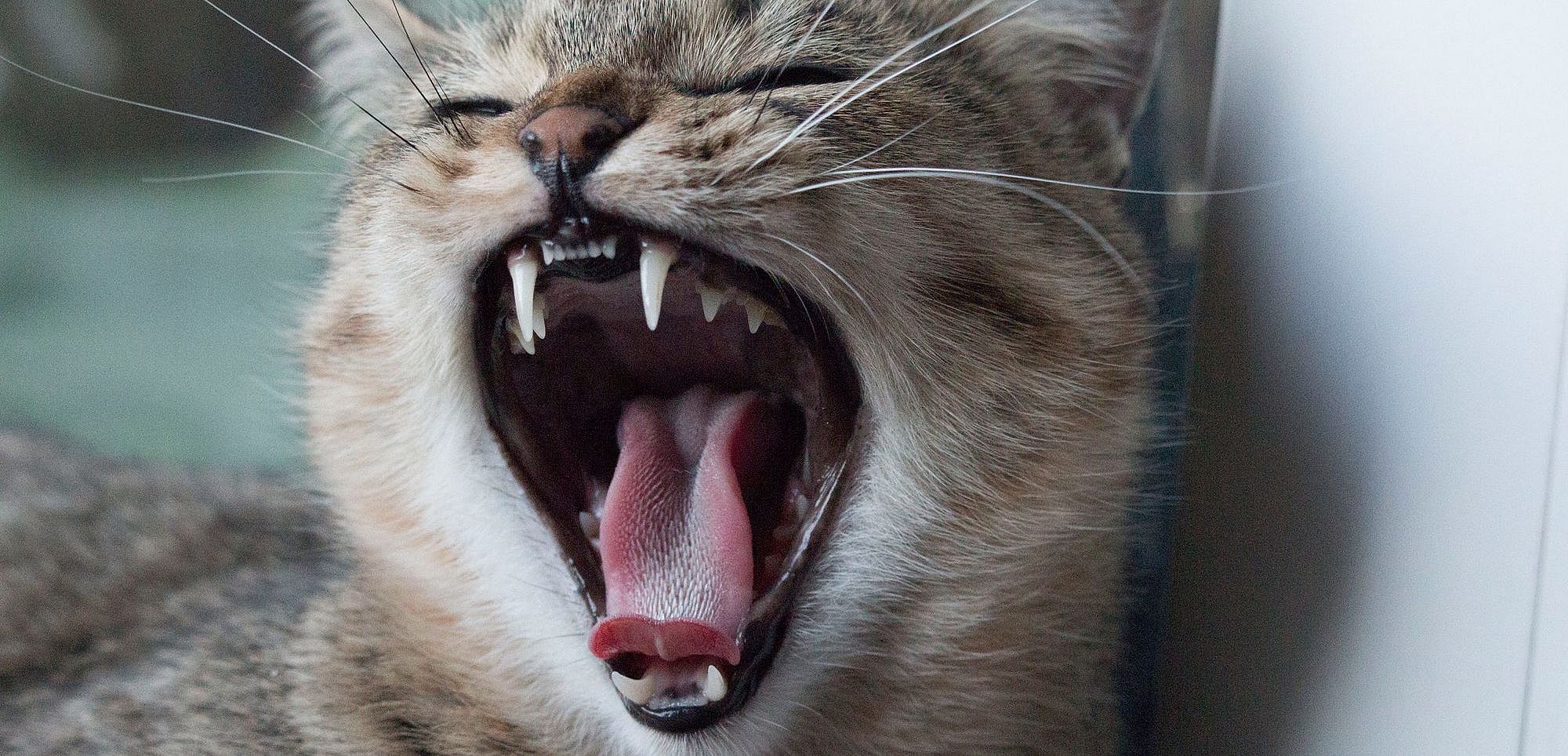 Gebitsverzorging kat