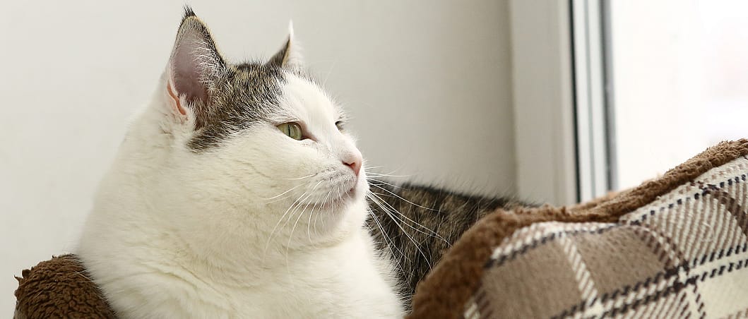 Heeft mijn kat een pondje te veel?