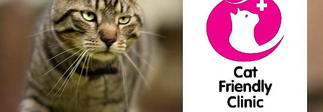 Niet vorderende bevalling, dystocia, kat