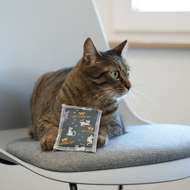 kat, kattenvoer, kattenbedje, kattens-hanger, huisdierartikel