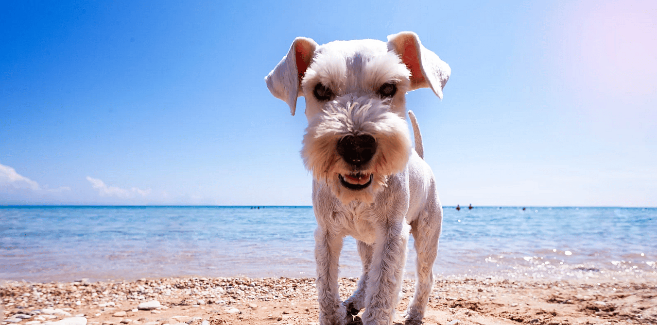 Met uw huisdier op vakantie? Bekijk deze handige checklists