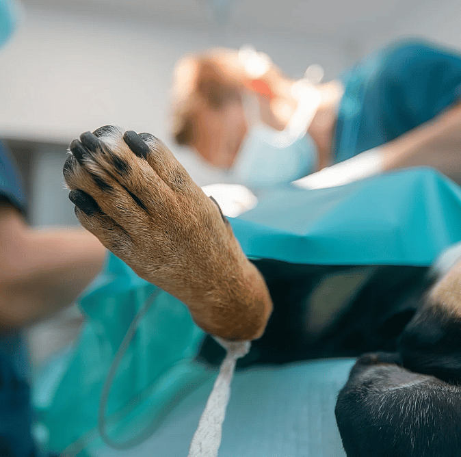 Spoedgevallen bij dieren: wat is wel en wat is geen spoed?