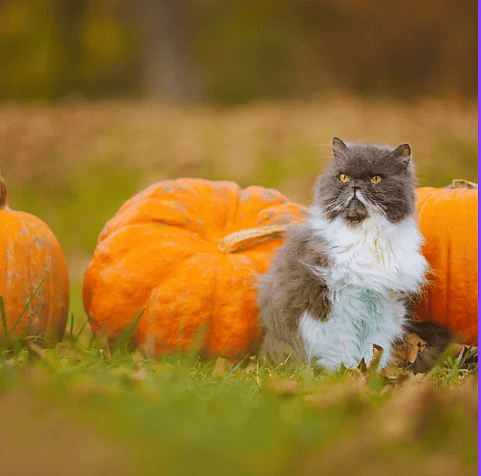 Herfsttips voor uw kat