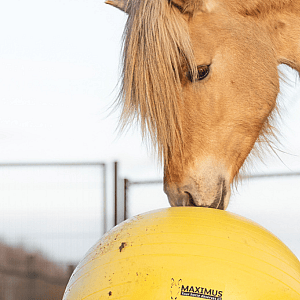 Bol, Paard, Zoogdier, Voetbal, sporten