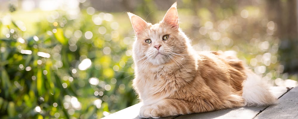 Kat, Manx, Huisdier, Angora, Kitten