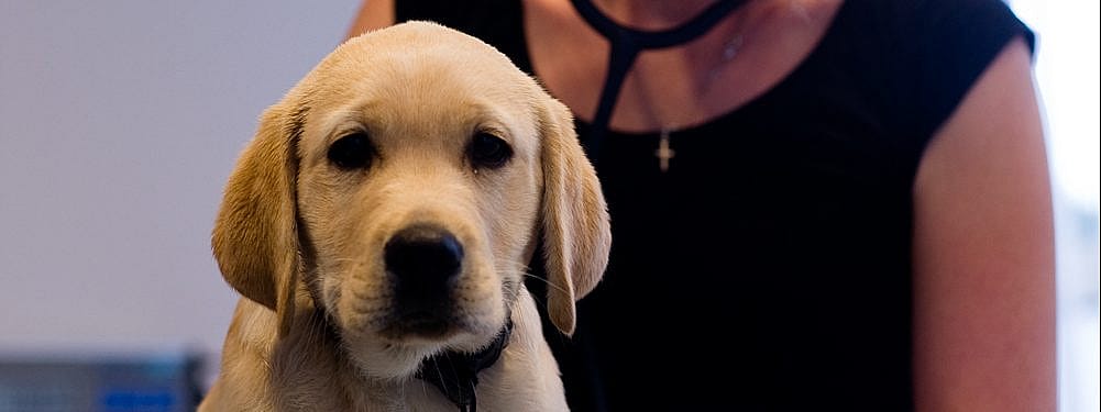 Ontstoken ogen hond