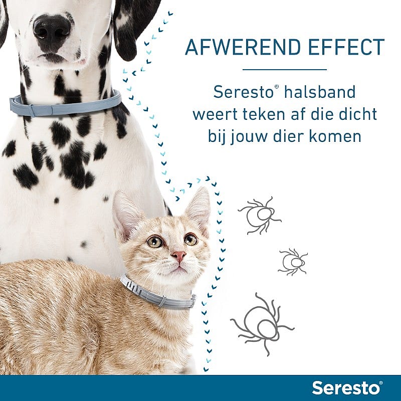 halsband, hond, kat, dieren, collar