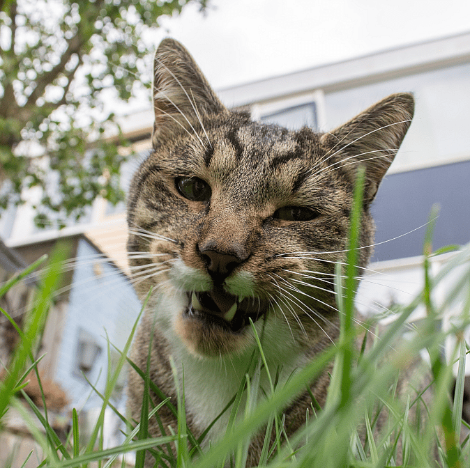 Waarom eet mijn kat gras?