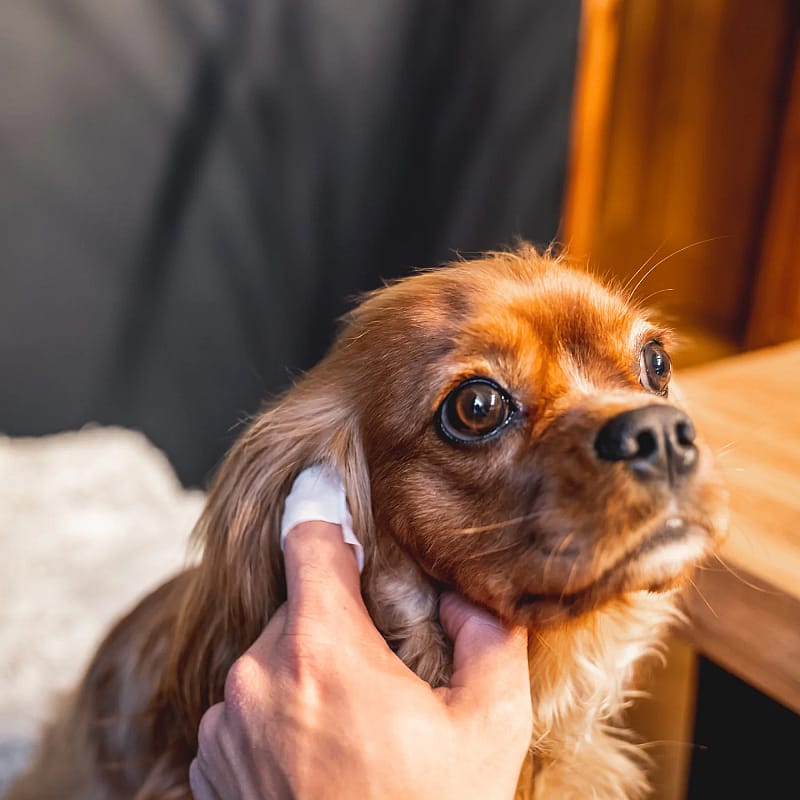 DogsLife Ear Wipes Hond 50 stuks