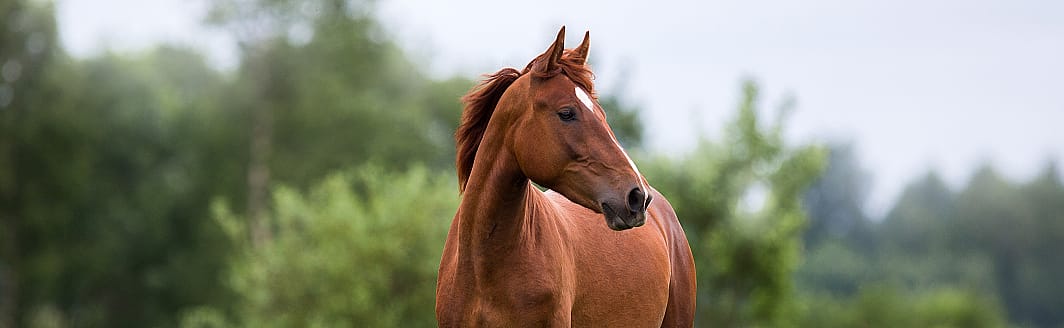Hoe krijg ik een mager paard dikker?