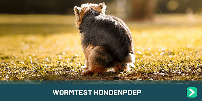 Uw hond en kat ontlasten door wormonderzoek?