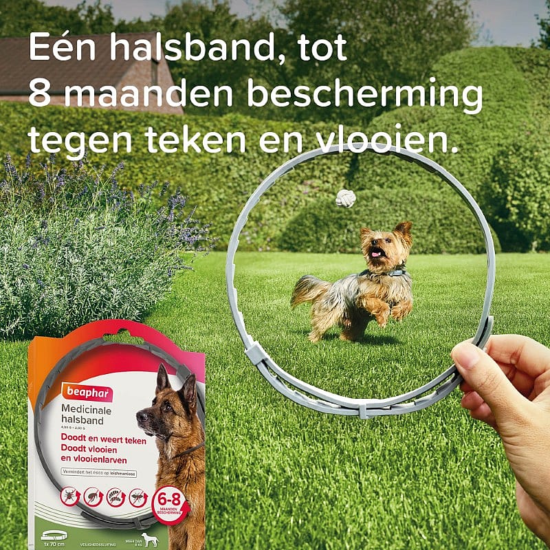 dog, collar, medicinal collar, flea tick protection, adult dog (6-8 months)