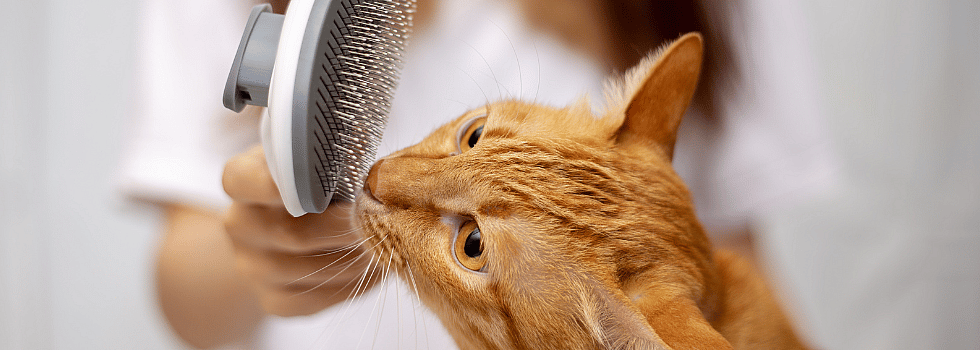 9 verzorgingstips voor 1 kattenleven