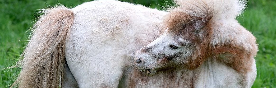 Kale plek paard
