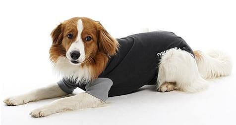 Buster Body Suit Hond