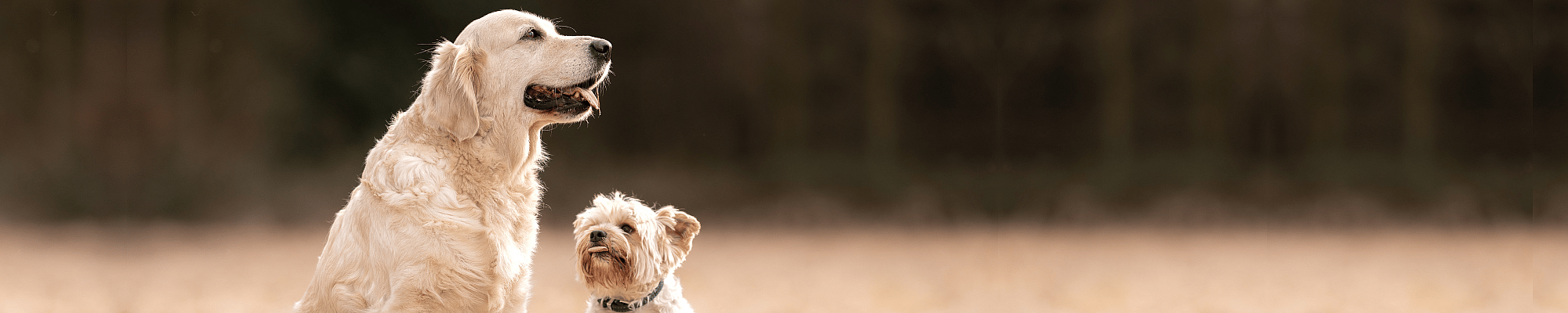 Dier, Hond, Golden Retriever, Huisdier