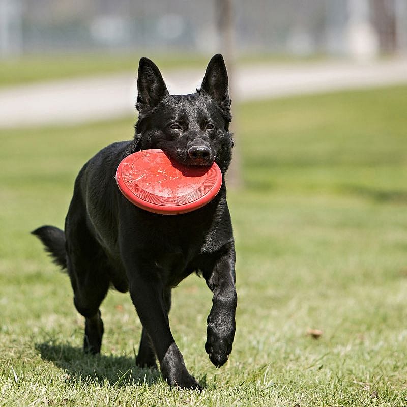 KONG Classic Flyer Hond