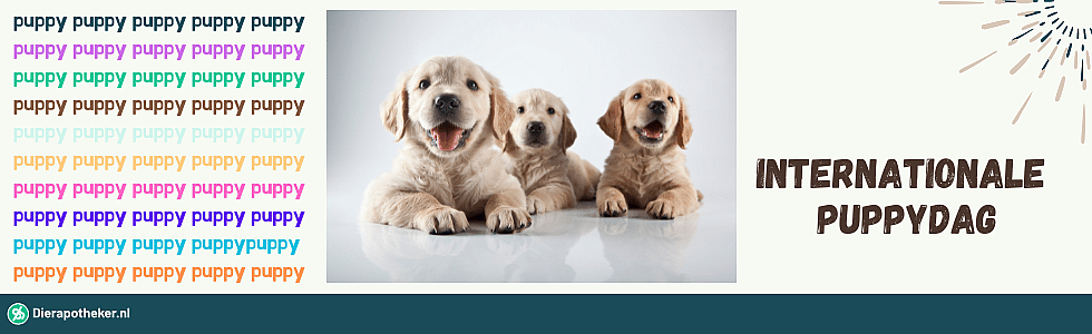Alles wat je graag wilt weten voordat je een pup in huis haalt