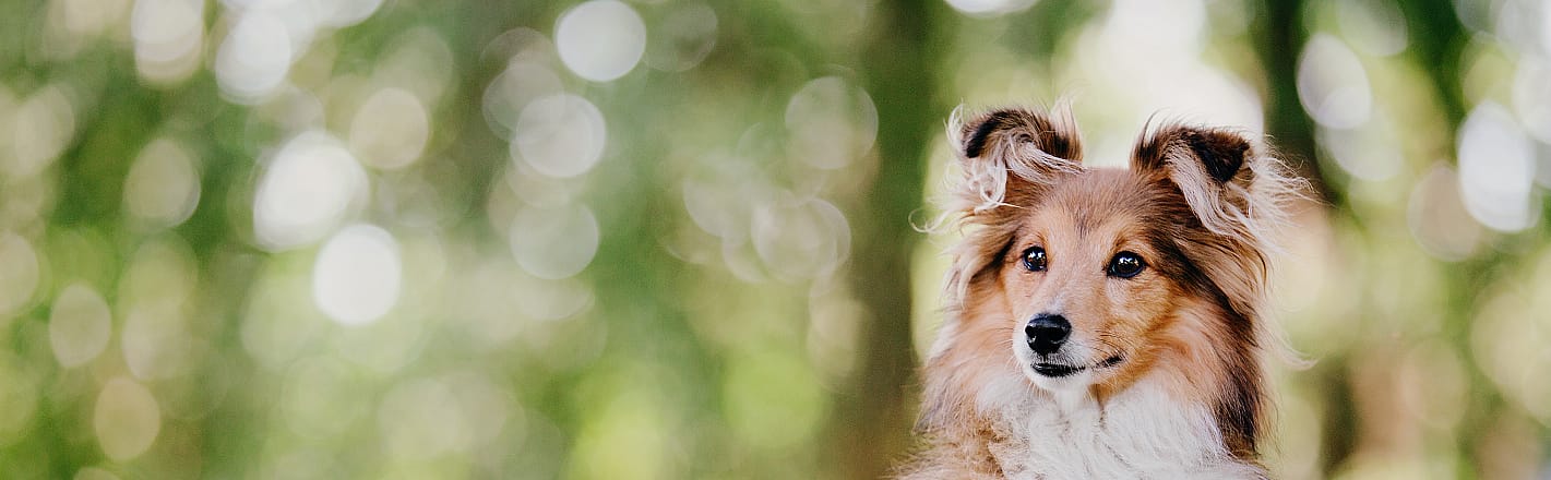 MDR1 Gendefect test hond