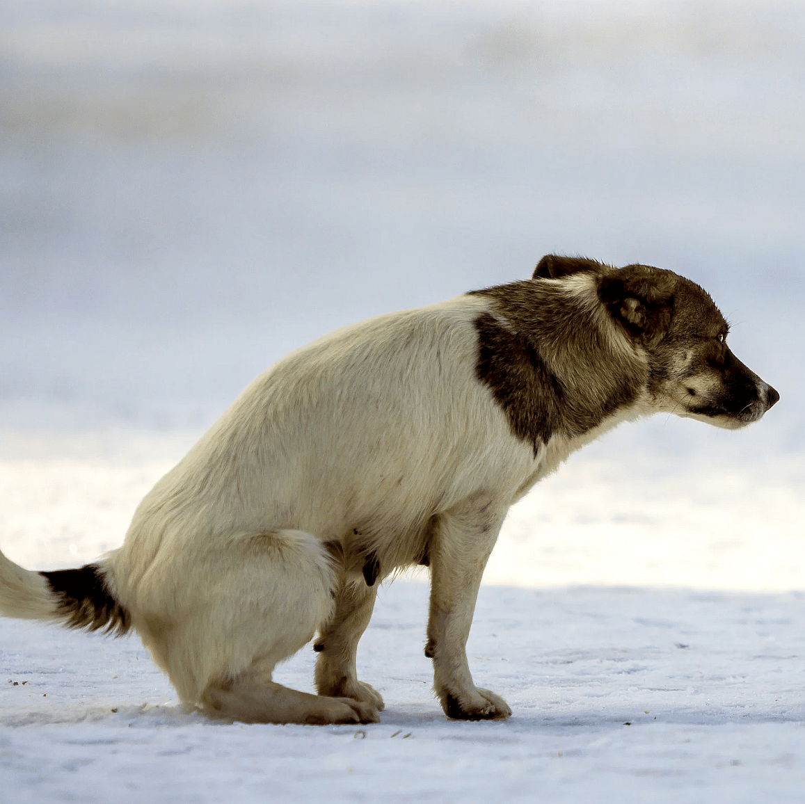 Giardia bij honden: zo krijgt u de diarree onder controle