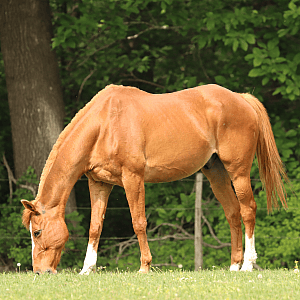 PPID (Cushing) bij paarden: symptomen, behandeling en hoe u uw paard gezond houdt