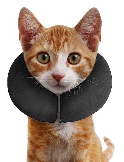 Zenpet Procollar Kraag