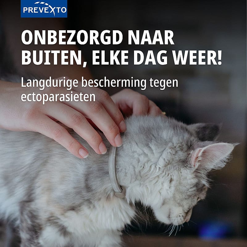 kat, kleding, kattenhalsband, halsband, grijs