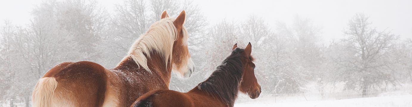 Wanneer heeft een paard het koud?