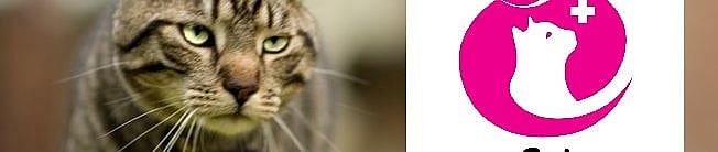 Toxoplasmose kat