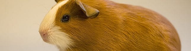 Parasieten bij konijn, cavia, fret, rat, chinchilla en hamster