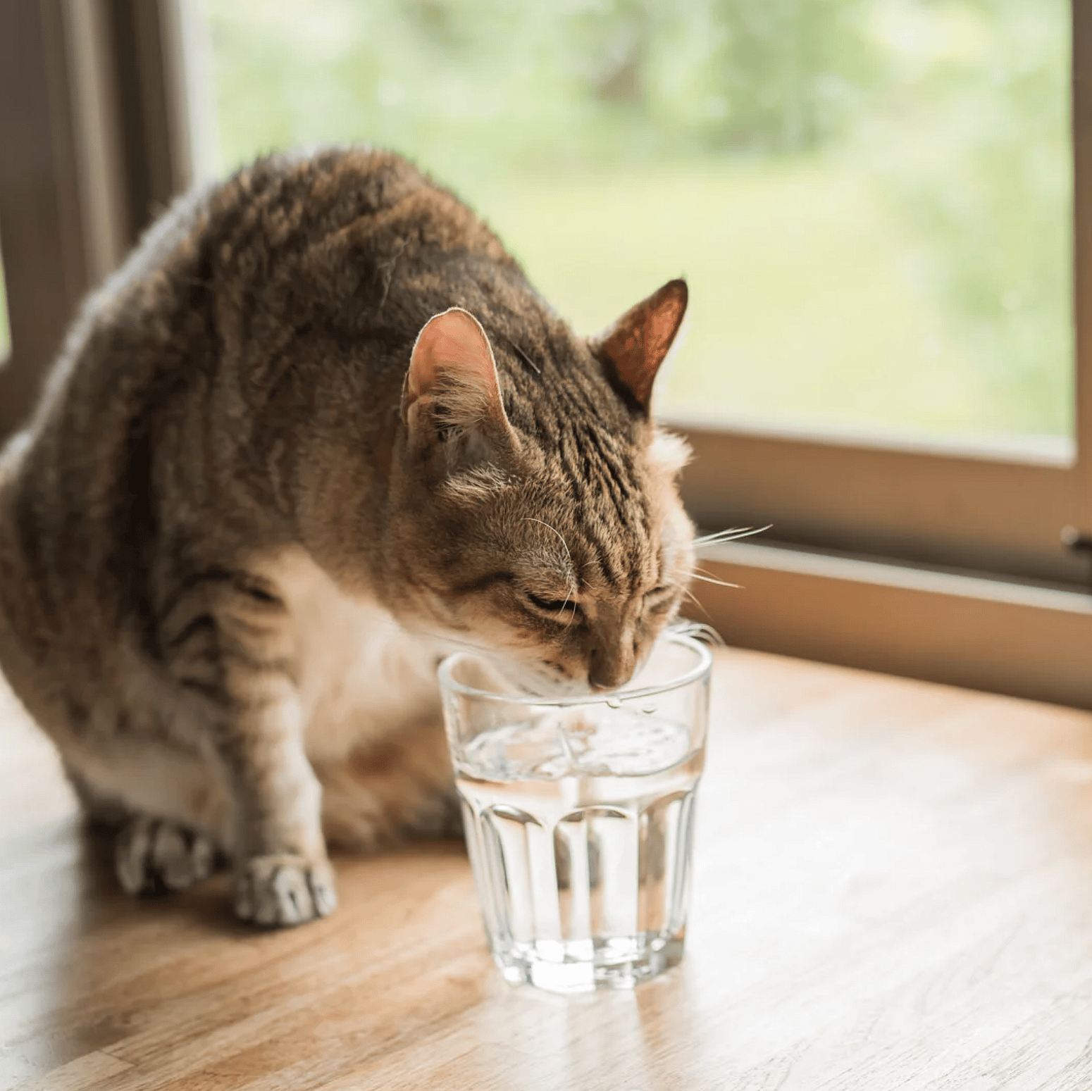 Koud drinkwater verhoogt de waterinname bij katten met 43%