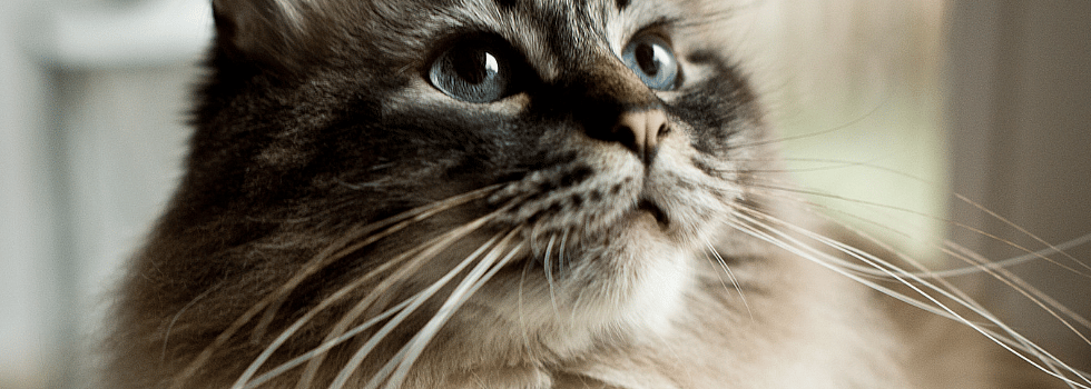 Snorharenstress, waarom zijn deze haren zo belangrijk voor een kat?