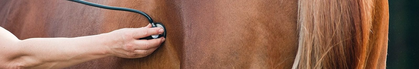 Chippen en paspoort paard
