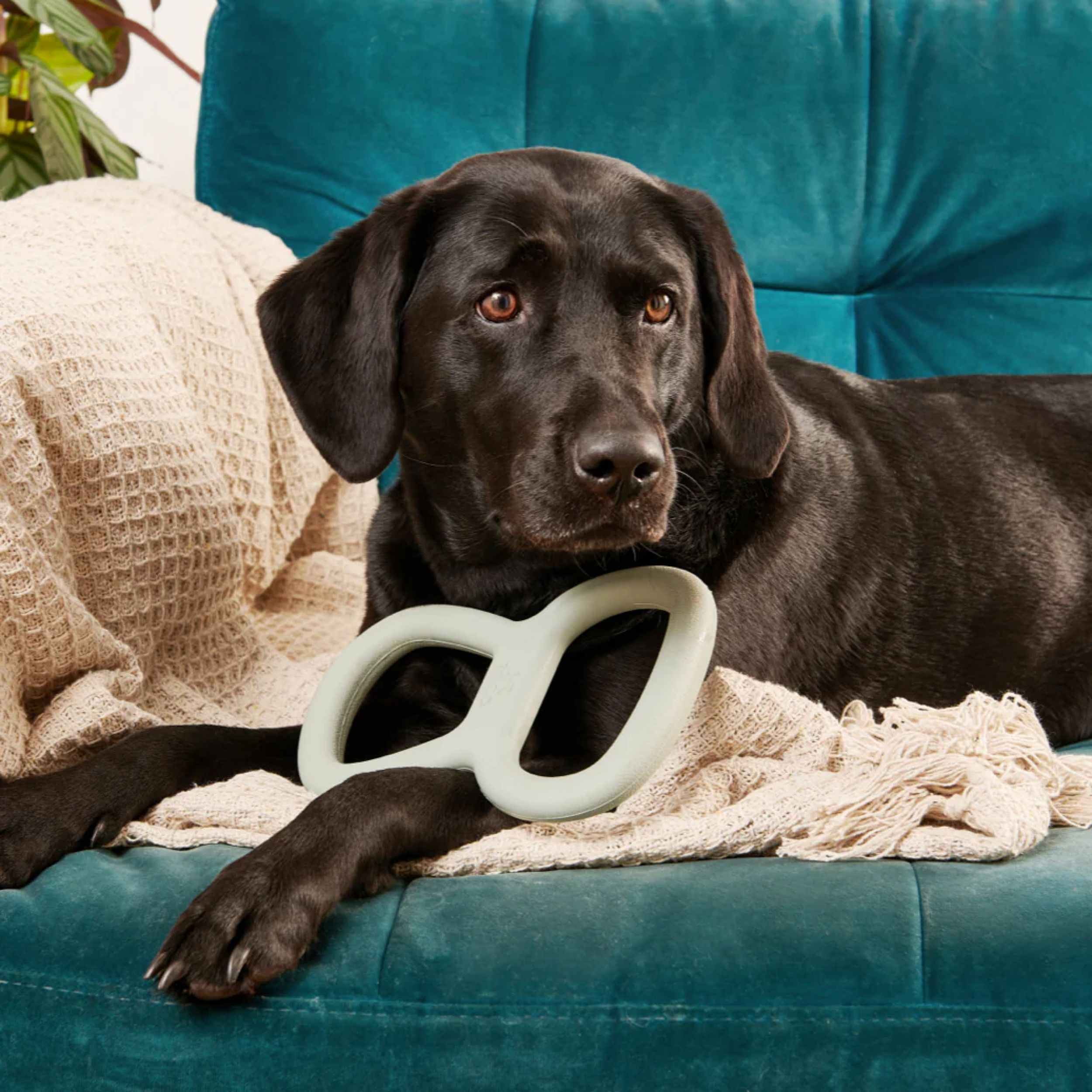 dog, zwarte Labrador, huisdier speelgoed, bot speelgoed, tandverzorging speelgoed