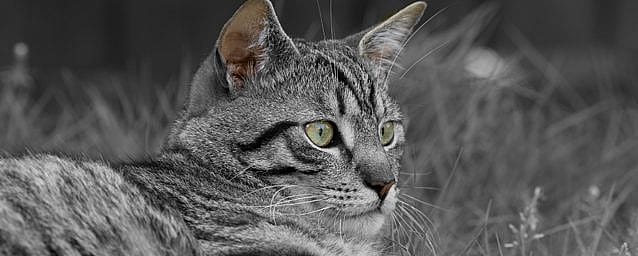 Feline chronische gingivostomatitis (FCGS)