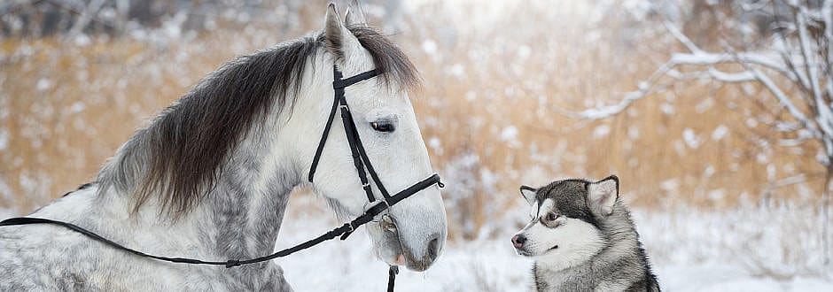 Winter Cyathostominose, bloedwormen paard