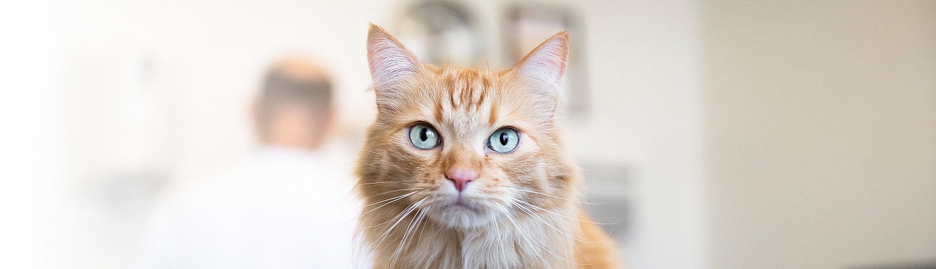 Worm soorten bij de kat