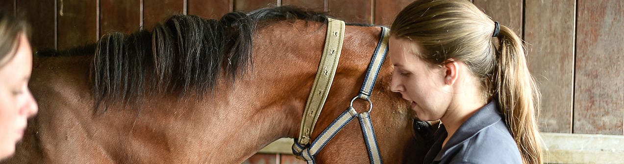 Rhinopneumonie paard