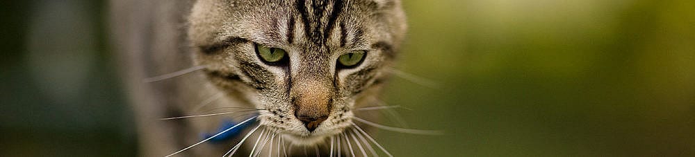 Mag een kat melk drinken?