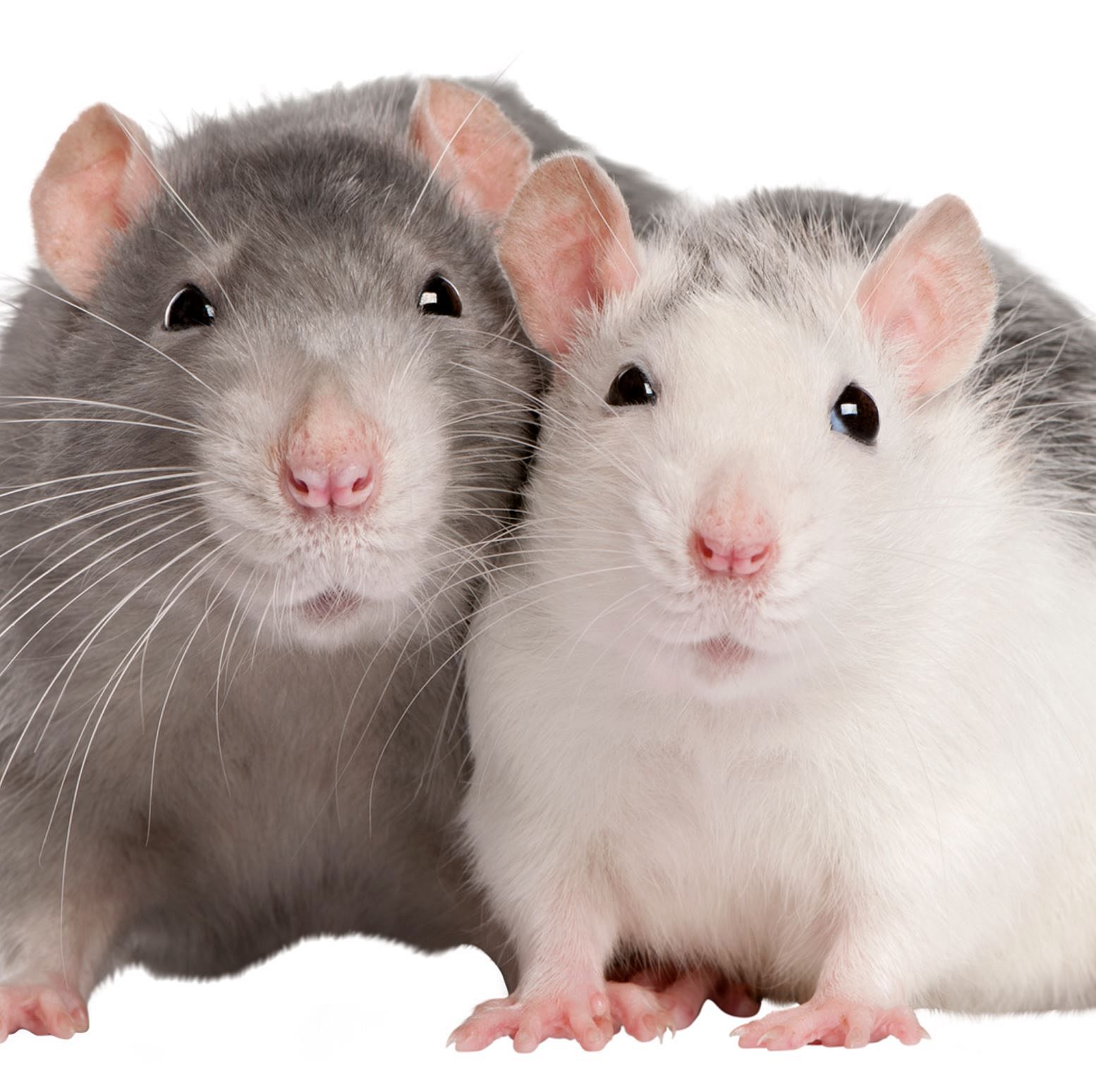 Tumoren bij de rat