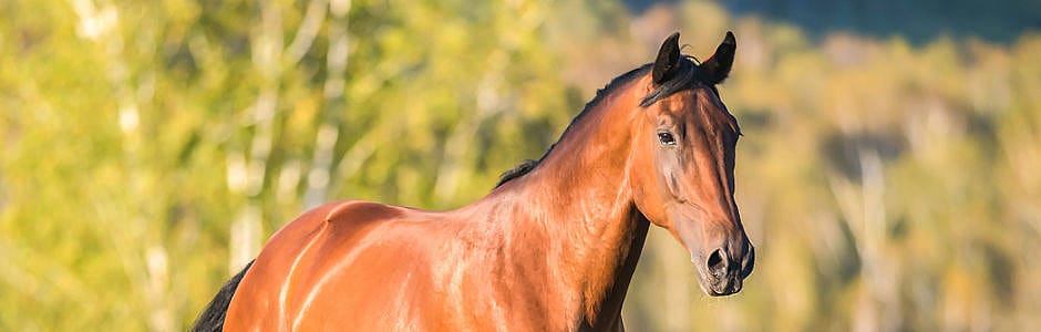 Bonpard voeding paard