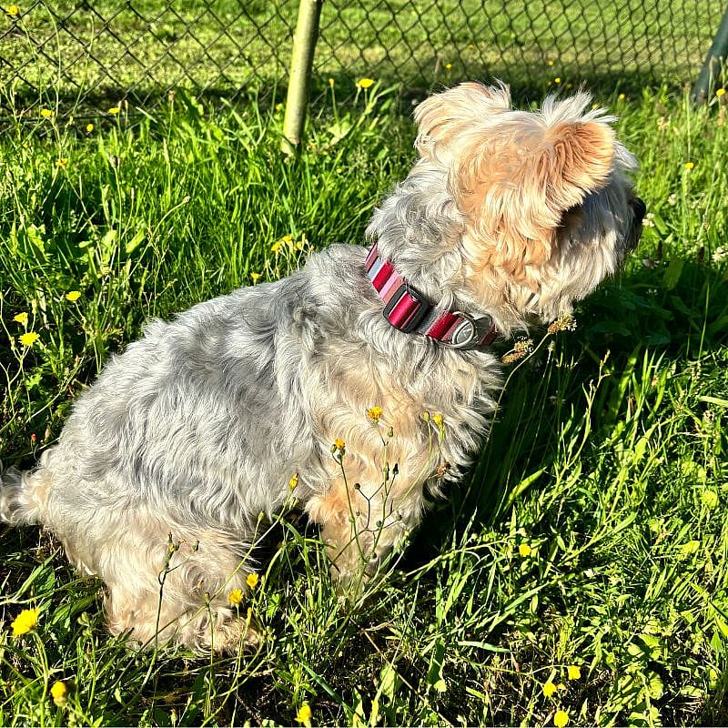 Morso Honden Halsband Gerecycled Small Skyline