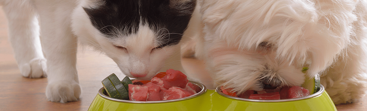 Natvoeding-mondgevoel-textuur-kat-hond